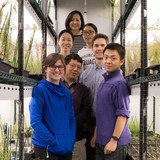 Yanhai Yin and members of his laboratory in an ISU greenhouse