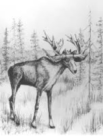 Stag Moose Illustration