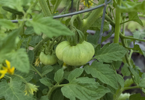Tomato ripening