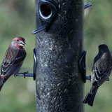 two house finches at a feeder