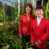 Researchers Wurtele and Ling standing among corn plants 