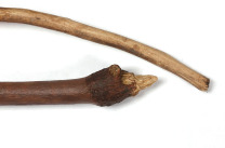 Hunting tools or spears chimps use to hunt
