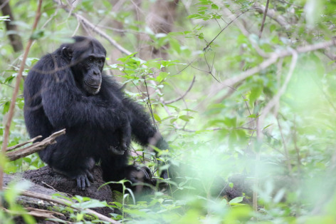 Chimp at Jill Pruetz's research site in Senegal