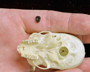 A fossil tooth next to the skull of a modern squirrel monkey