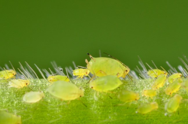 a gorup of green soybean aphids