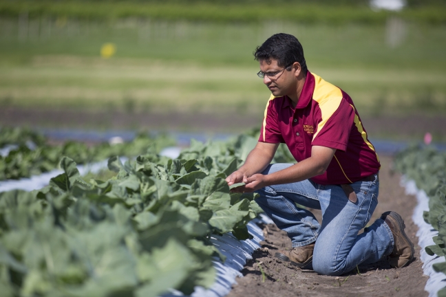 Ajay Nair kneels before a row of vegetables at the ISU Horticulture Resarch Station