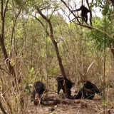 Chimps inspecting body of fellow chimp