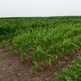 Rows of corn on an Iowa State University research farm, some of which suffer from nitrogen deficiency.