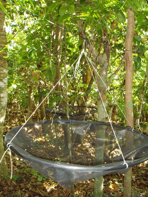 A seed trap set up in a forest to collect and track seed dispersal.