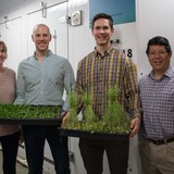 Four ISU plant sciences researchers in a greenhouse