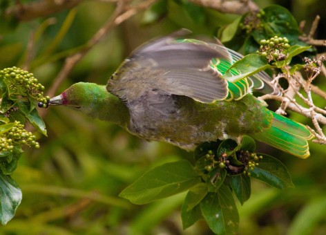 A fruit dove with a premna plant