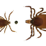 adult and nymph deer ticks