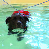 Lab swims in pool for aquatic therapy