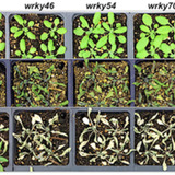 trials of arabidopsis plants