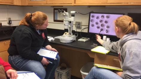 Two veterinary students use laboratory equipment to identify embryos
