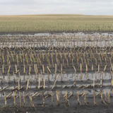 An Iowa farm field under soggy conditions