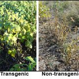 Transgenic soybean plants alongisde suseptible soybeans