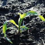 A single corn plant emerges form soil