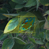 Artist rendering showing how a smartphone may detect stress on a soybean leaf