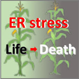 Illustration describing the connection between endoplasmic reticulum stress and plant health in corn 