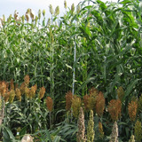 Sorghum plants of various height standing in a field