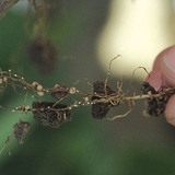 soybean cyst nematodes infect the root of a soybean plant
