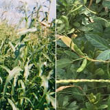 Side-by-side photos of teosinte and Glycine soja, wile relatives of corn and soybean