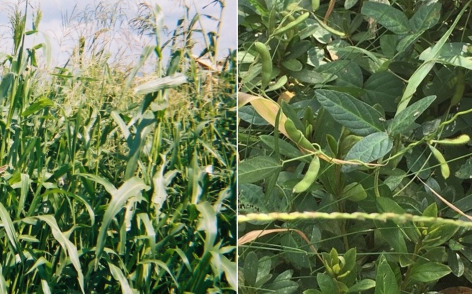 Side-by-side photos of teosinte and Glycine soja, wile relatives of corn and soybean