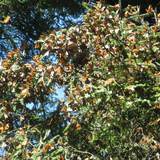 Monarchs swarm trees in central Mexico