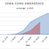 A graph noting the gap between 2019 corn emergence in Iowa and an average year.