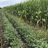 Corn grows next to soybeans in a farm field
