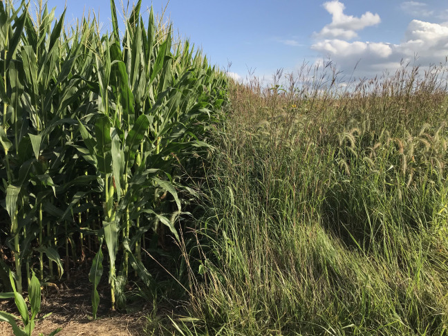Corn grows alongside prairie grass on a farm field