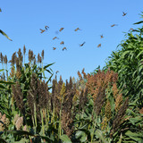 Sorghum grows in a field while birds fly over head