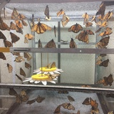 Many monarch butterflies in a laboratory at Iowa State University
