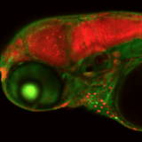 Magnified image of zebrafish embryo 