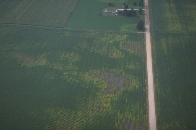Aerial image of soybean field suffering from nematode damage