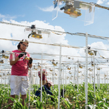 Students set up hundreds of cameras to record time-lapse data of crop growth,.