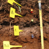 A cross section of labelled soil taken from an experimental site