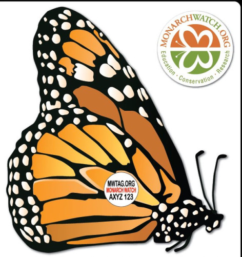 monarch butterfly tag