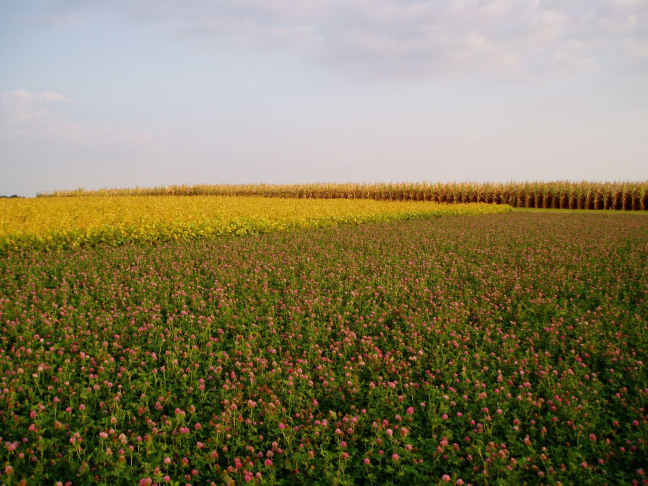 red clover grows in a strip in an agricultural field