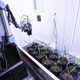 A robot tends to plants in a campus laboratory