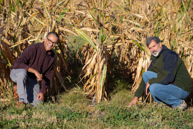 Two Iowa State scientists kneel in a corn field near Ames where grassy perennail groundcovers grow between the corn rows.