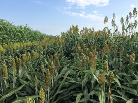 Many sorghum plants grow in a field