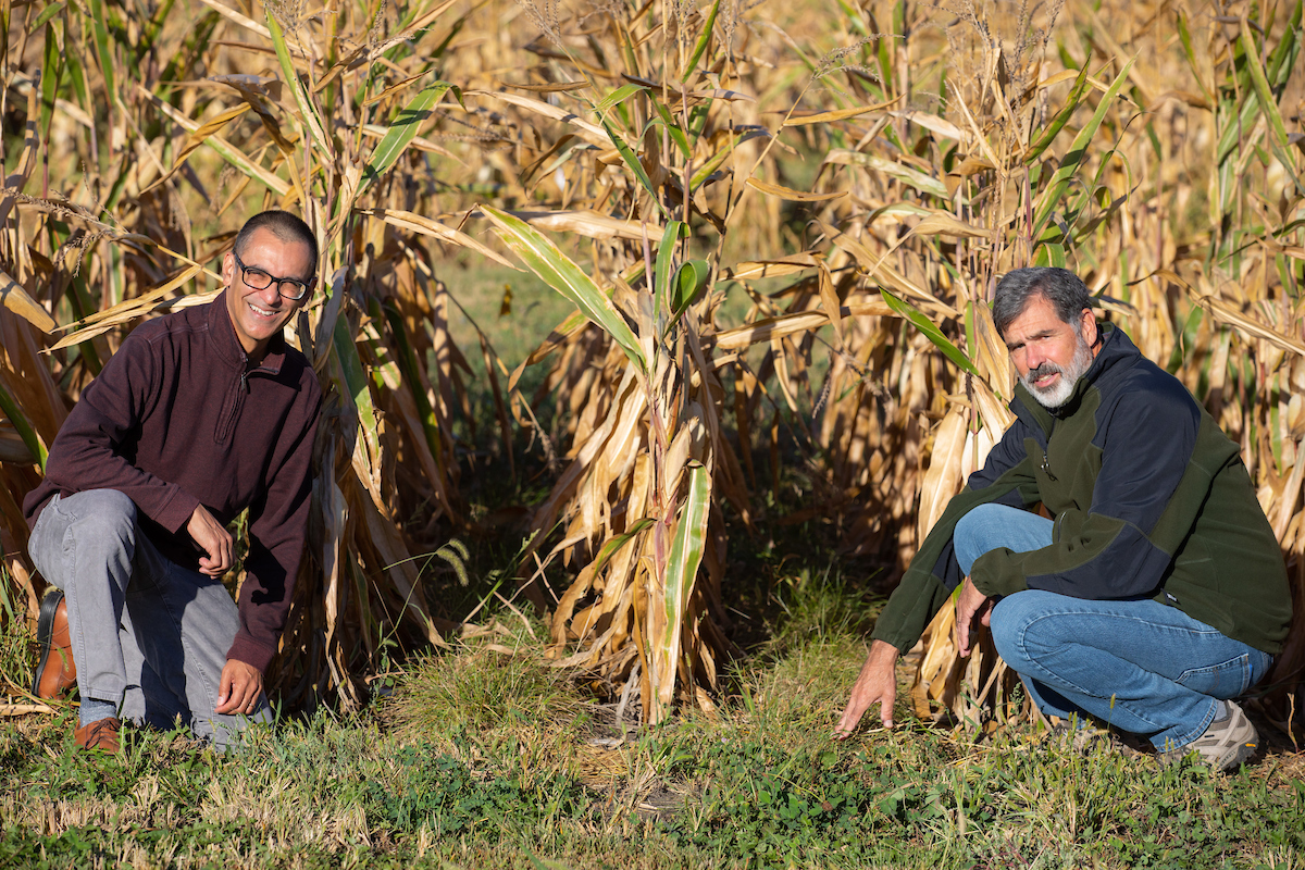 A photo shows D. Raj Raman and Kenneth Moore with perennial groundcover between rows of corn on an Iowa State research farm west of Ames. Raman and Moore are part of a research team aiming to take new approaches to perennial groundcovers in agricultural sy