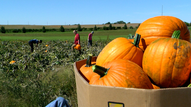 pumpkin harvesting at ISU research farm