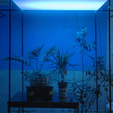 Several houseplants are bathed in a blue neon glow from colored lights
