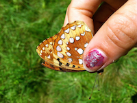 Holding butterfly