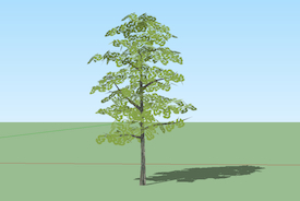 Gingko tree model