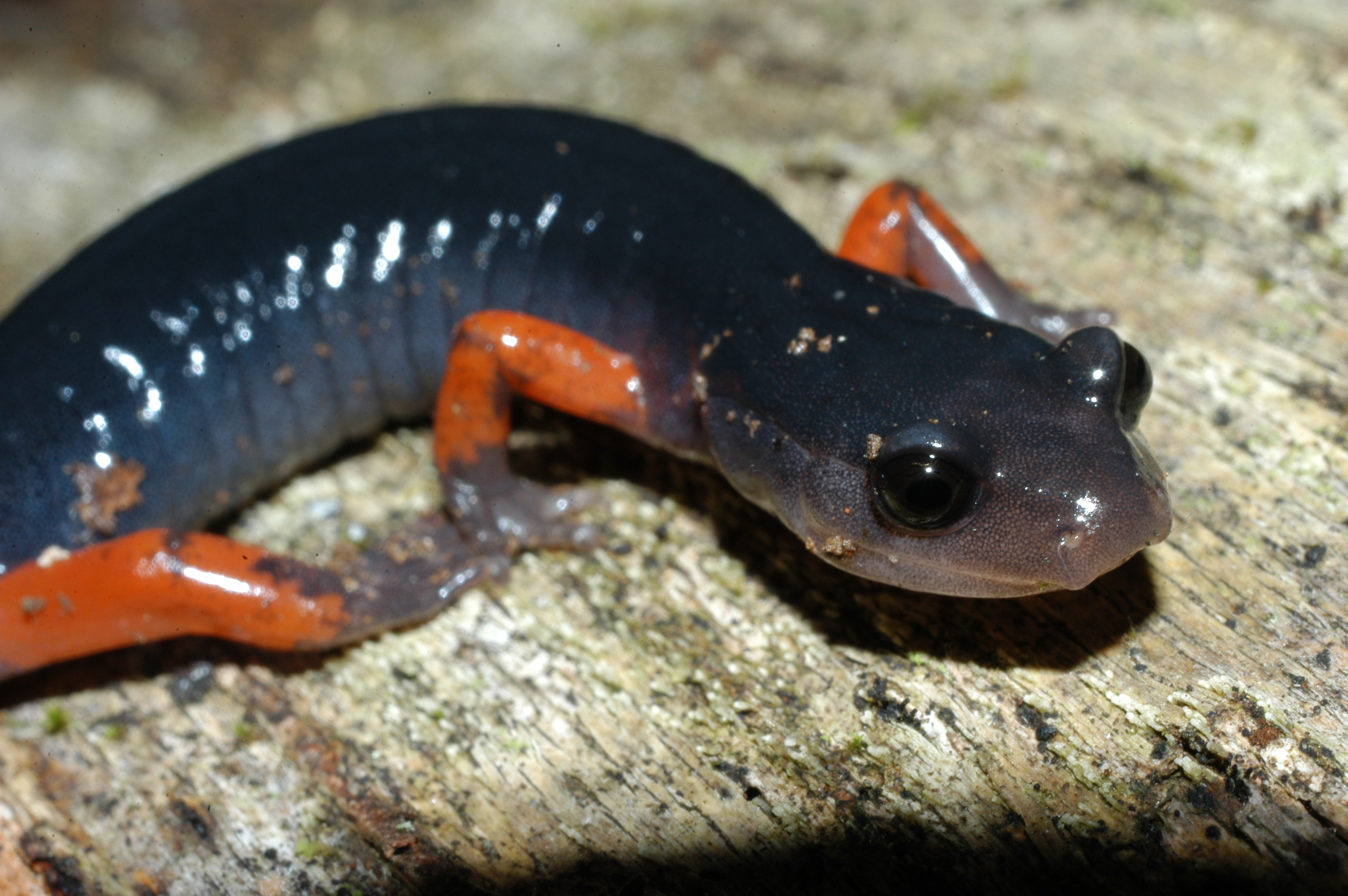 Salamanders are shrinking due to climate change, according 