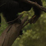 Chimp using tool to hunt for prey